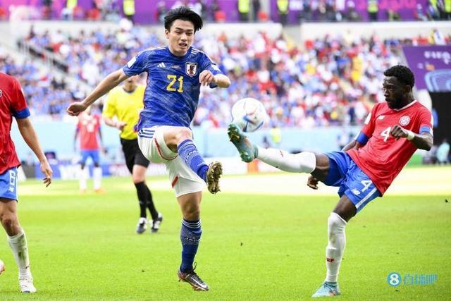 土豆植物的 土豆植物的